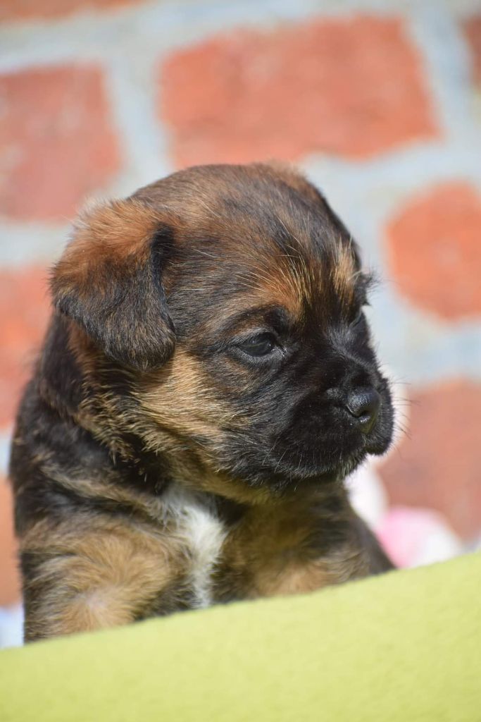 Vlatipa - Chiot disponible  - Border Terrier