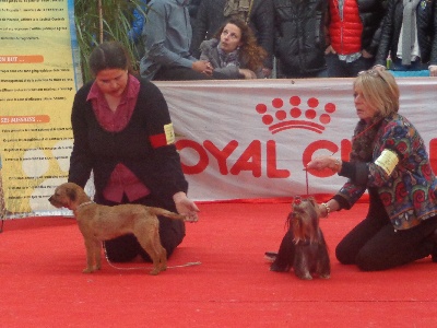 Vlatipa - CACS de Flixecourt le 16 Février 2014