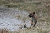  - Kita en Baie de Somme...