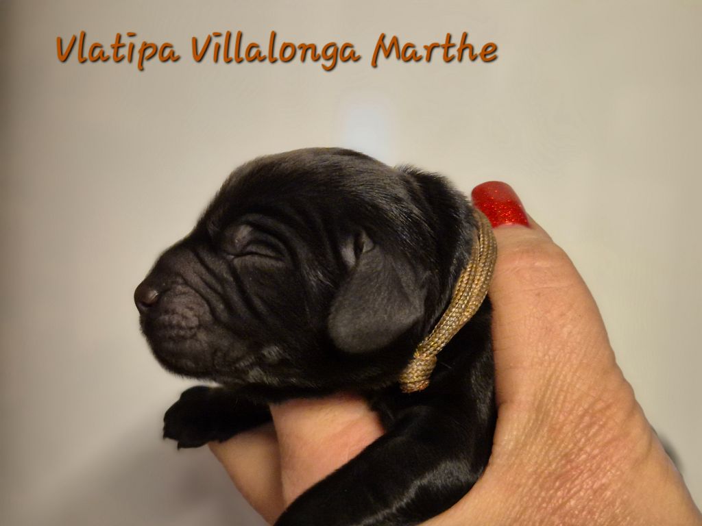 Vlatipa - Chiot disponible  - Cocker Spaniel Anglais