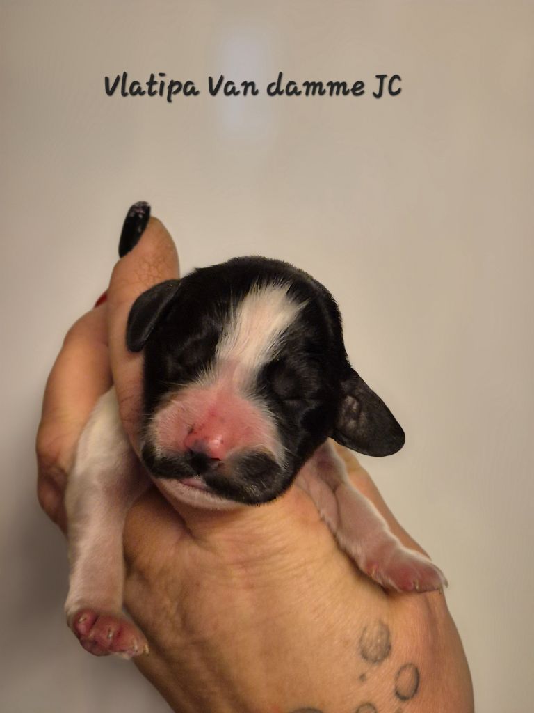 Vlatipa - Chiot disponible  - Cocker Spaniel Anglais