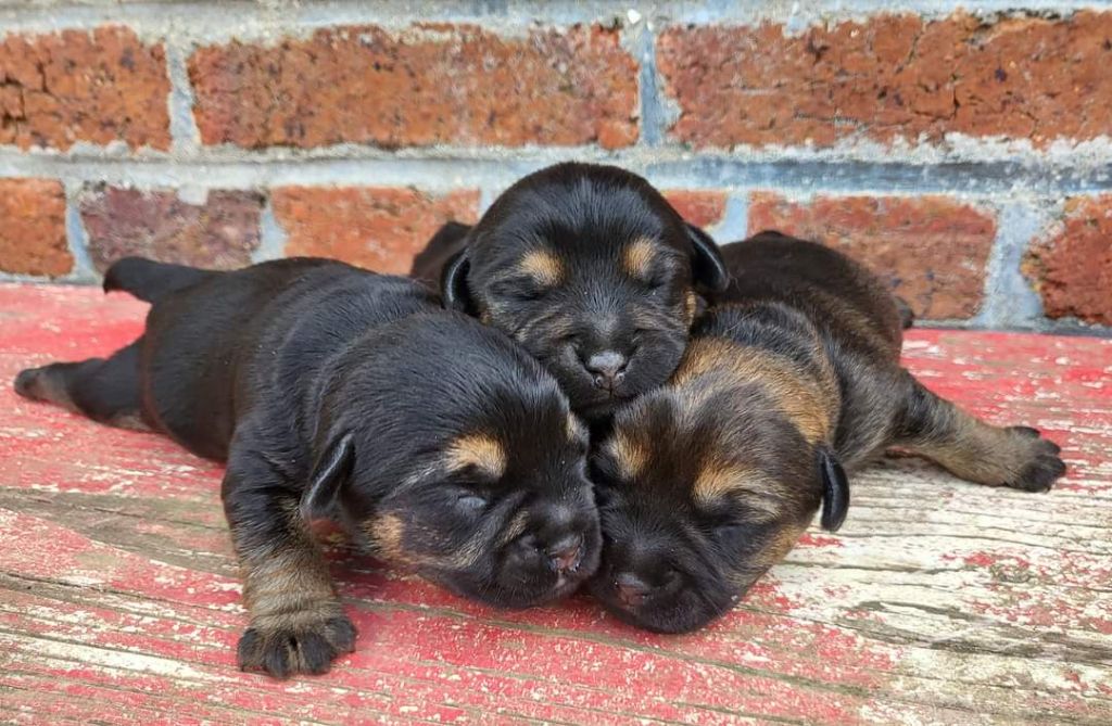 chiot Border Terrier Vlatipa