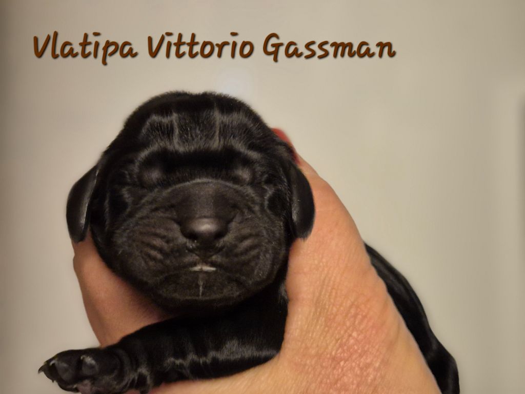 Vlatipa - Chiot disponible  - Cocker Spaniel Anglais