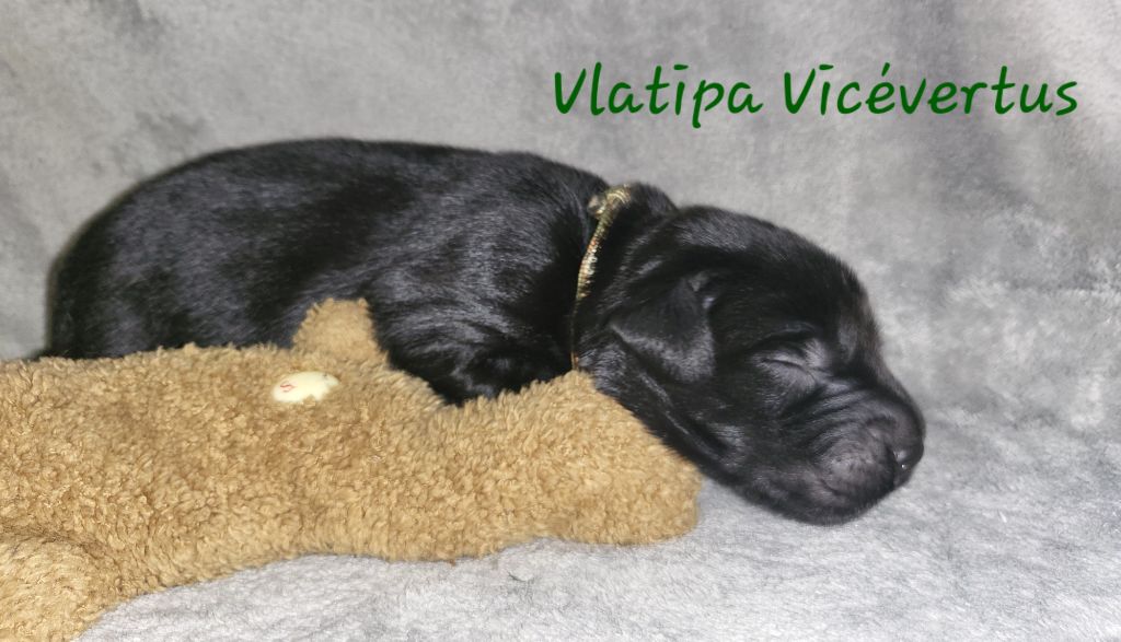 Vlatipa - Chiot disponible  - Flat Coated Retriever