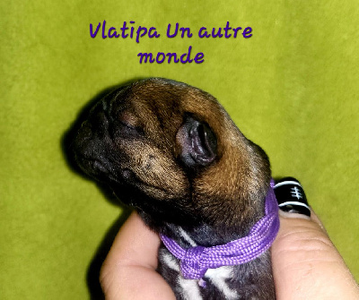 Vlatipa - Border Terrier - Portée née le 23/10/2023