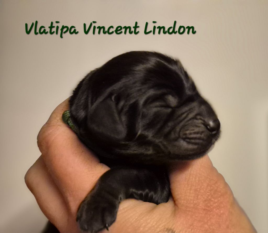 Vlatipa - Chiot disponible  - Cocker Spaniel Anglais