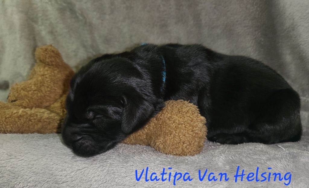 Vlatipa - Chiot disponible  - Flat Coated Retriever