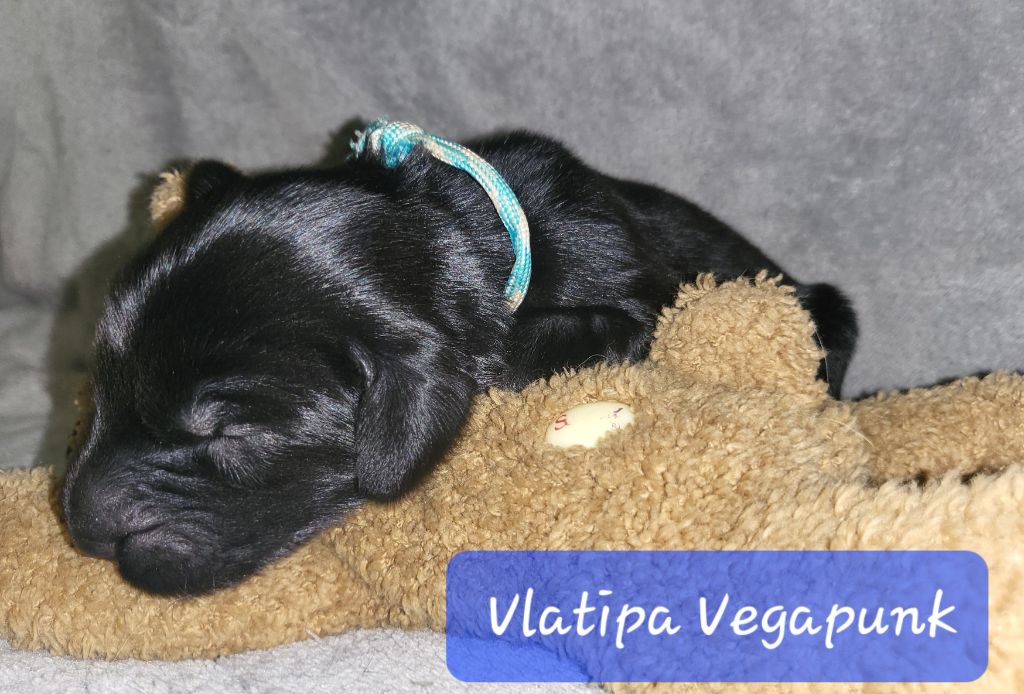 Vlatipa - Chiot disponible  - Flat Coated Retriever