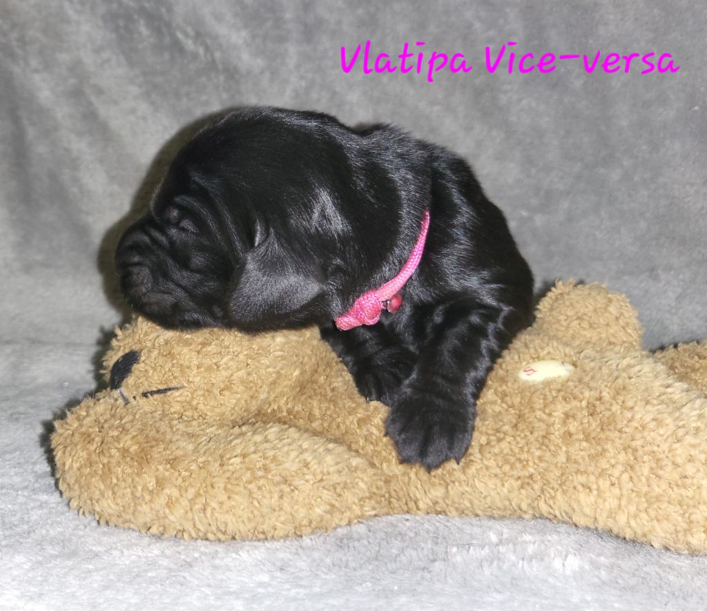 Vlatipa - Chiot disponible  - Flat Coated Retriever