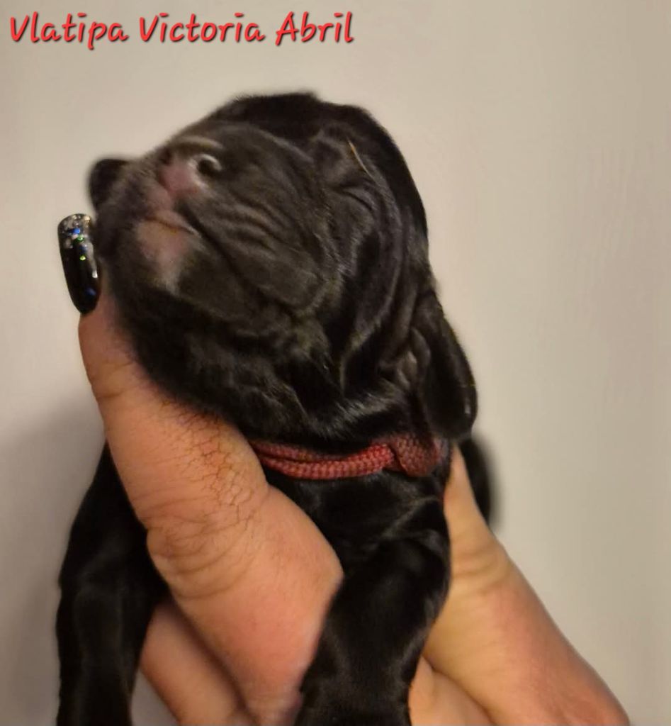 Vlatipa - Chiot disponible  - Cocker Spaniel Anglais