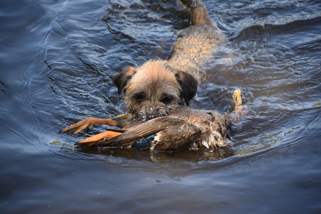 Guilette adore rapporter en eau profonde