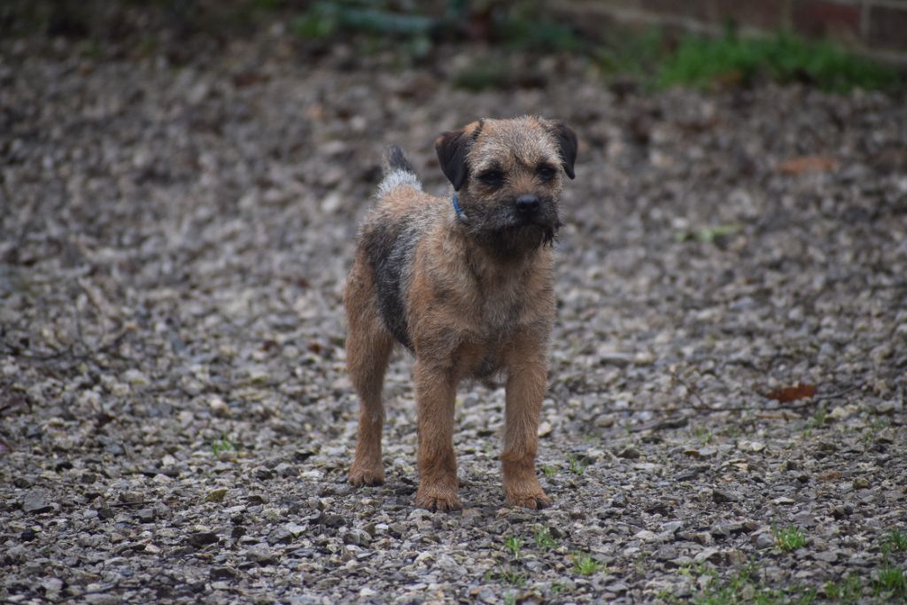 Des chiots sont attendu ce printemps 2024