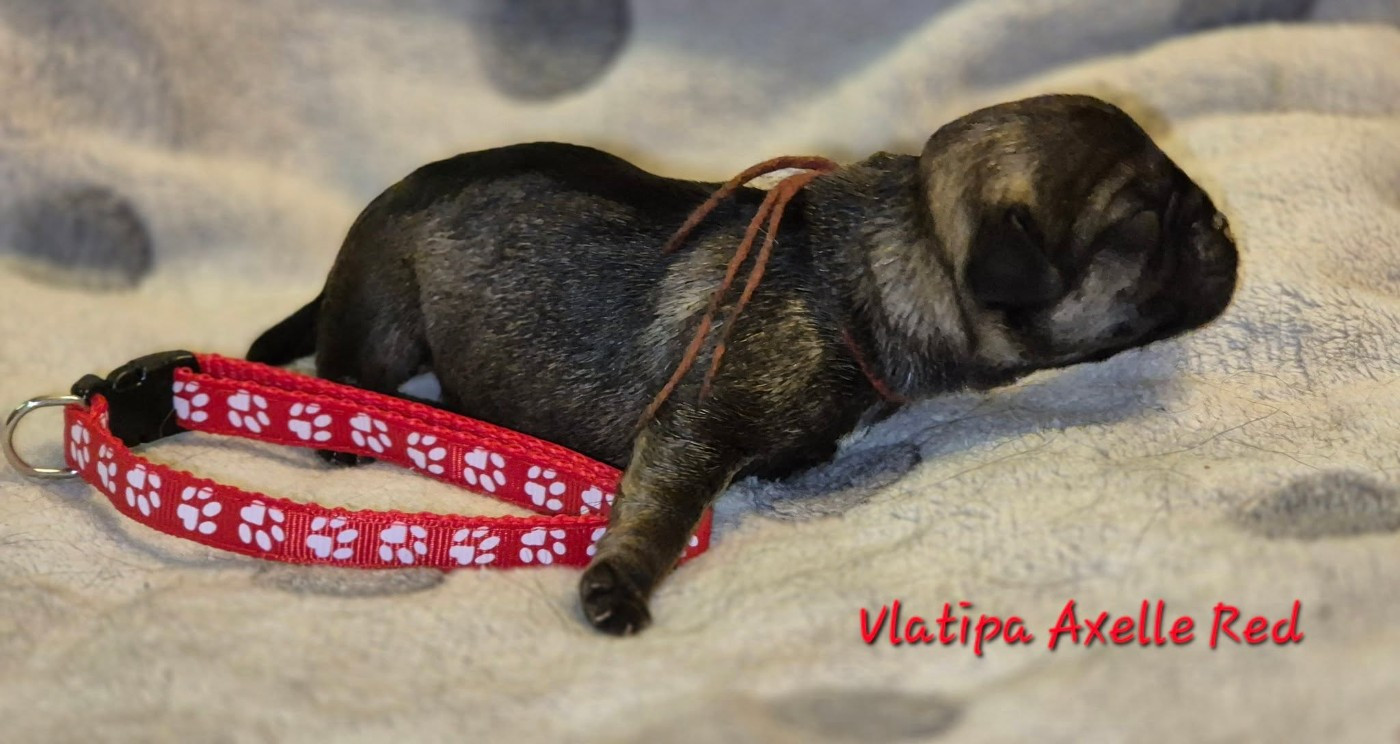 Vlatipa - Chiots disponibles - Border Terrier