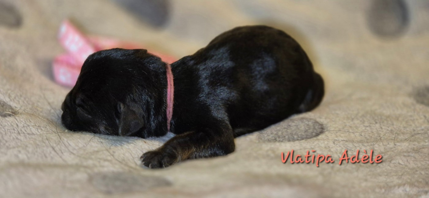 Vlatipa - Chiots disponibles - Border Terrier