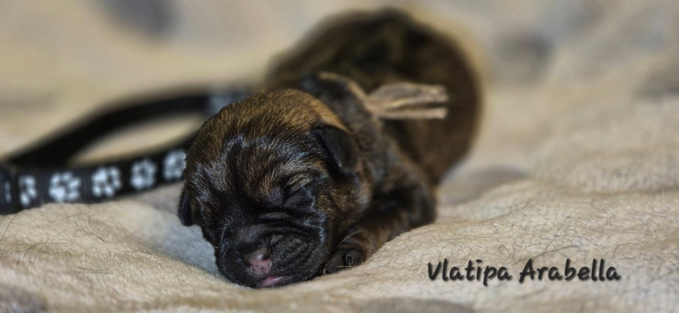 Vlatipa - Chiots disponibles - Border Terrier