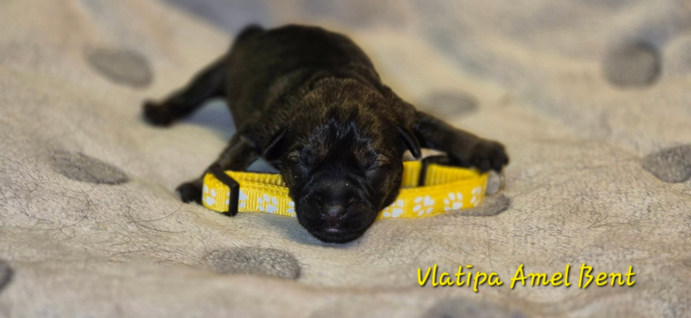 Vlatipa - Chiots disponibles - Border Terrier