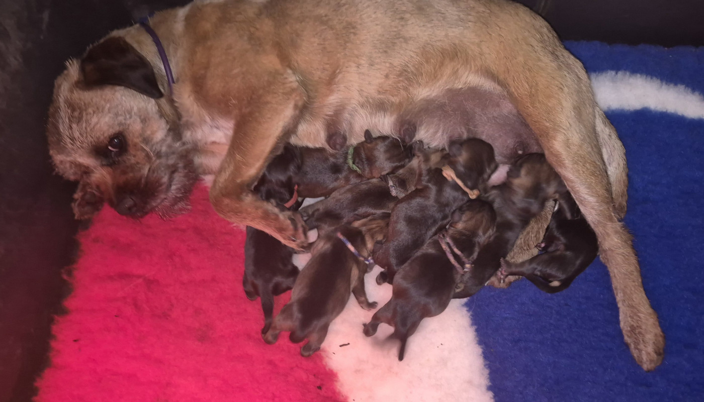 Chiot Border Terrier Vlatipa