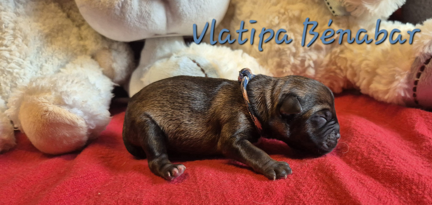Vlatipa - Chiots disponibles - Border Terrier