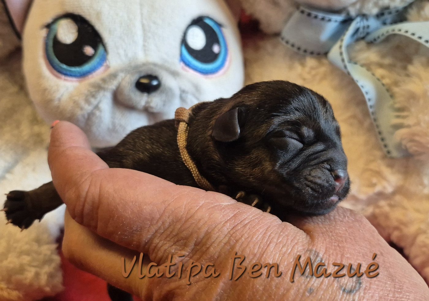 Vlatipa - Chiots disponibles - Border Terrier