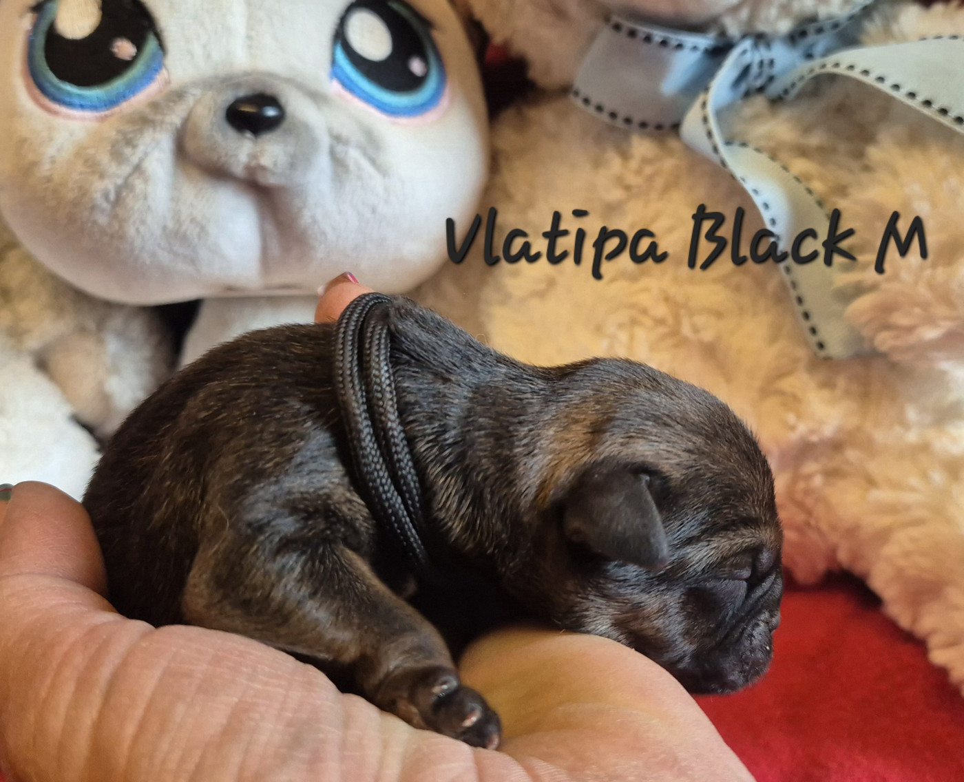 Vlatipa - Chiots disponibles - Border Terrier