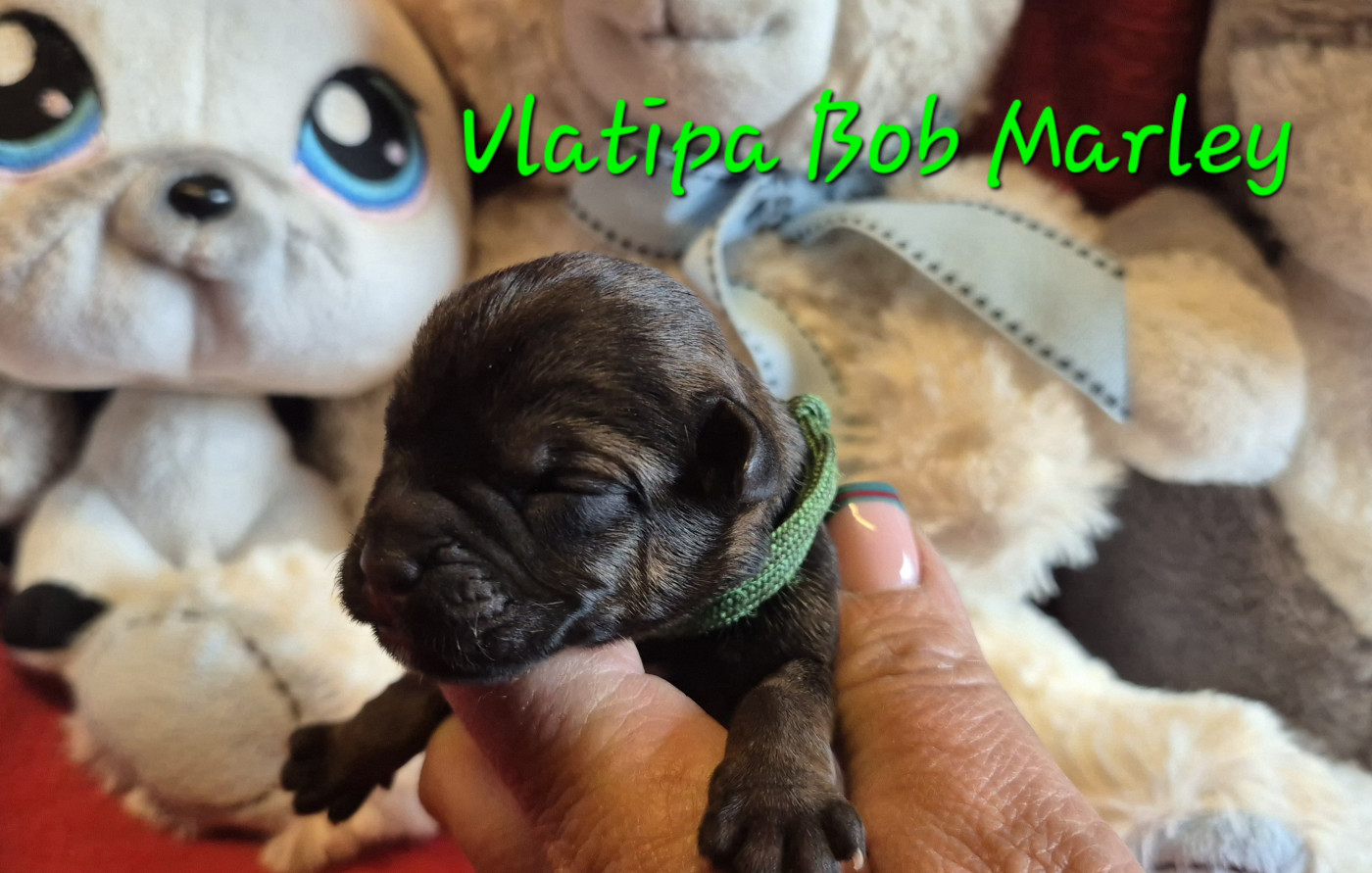 Vlatipa - Chiots disponibles - Border Terrier