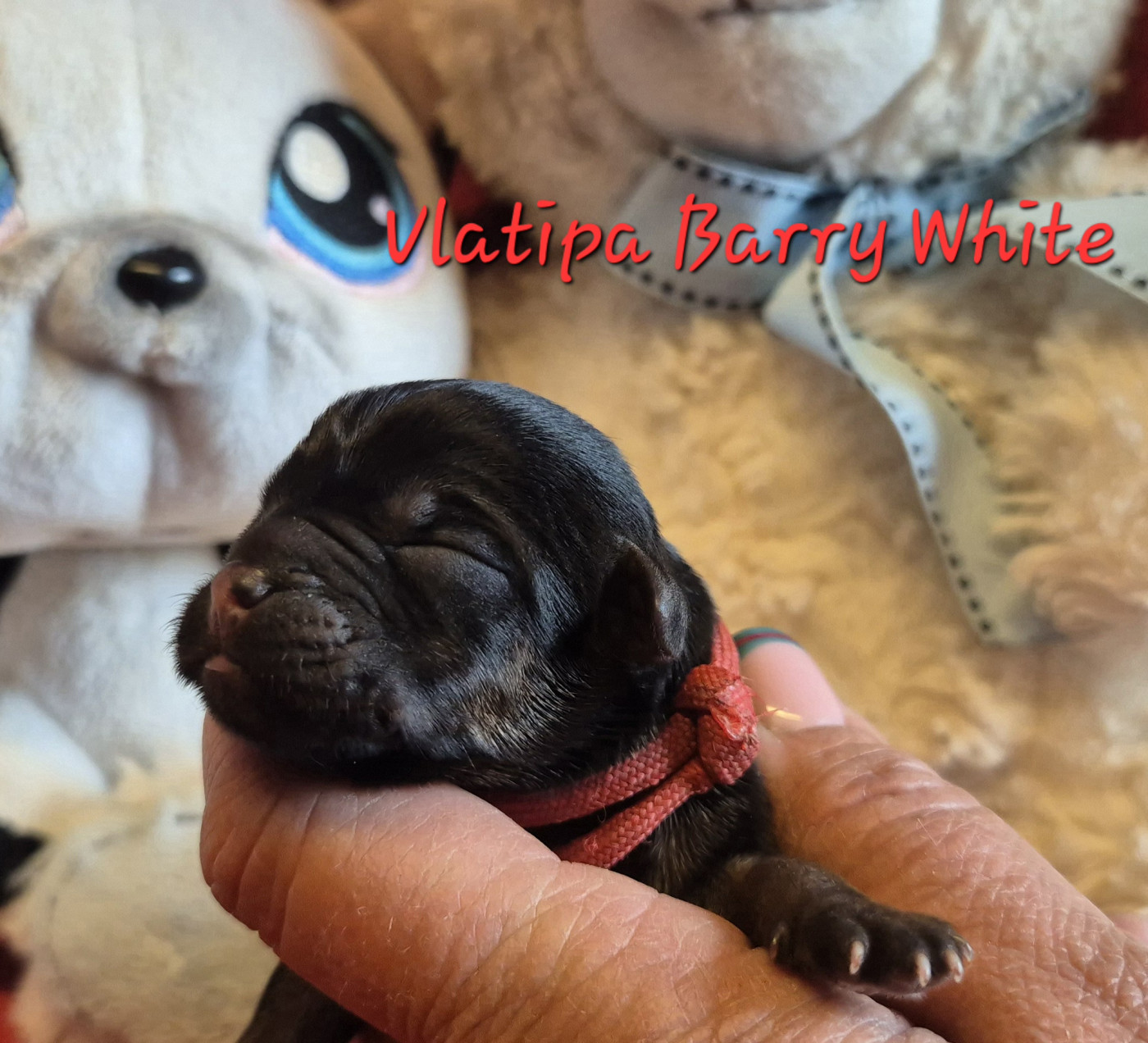 Vlatipa - Chiots disponibles - Border Terrier