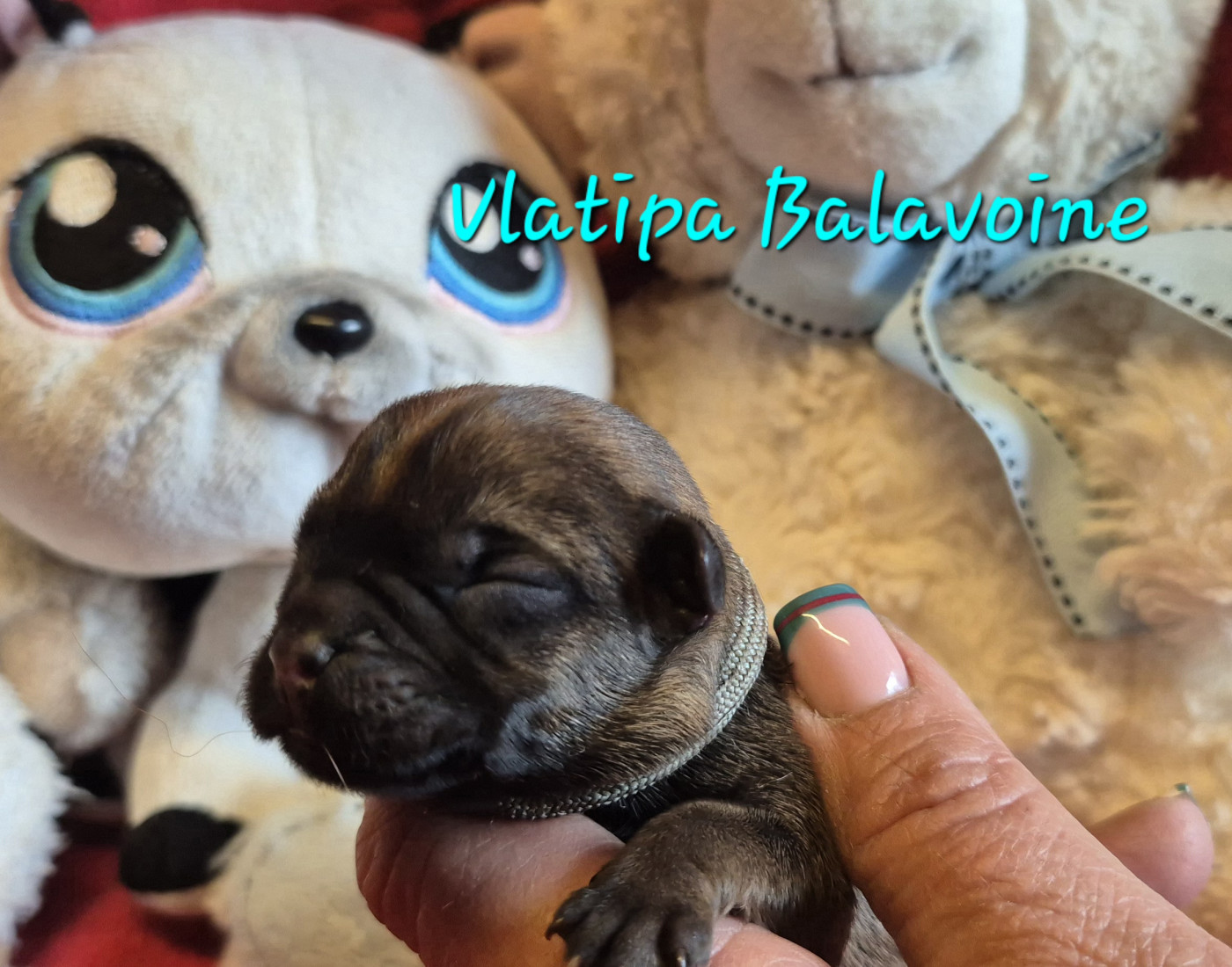 Vlatipa - Chiots disponibles - Border Terrier