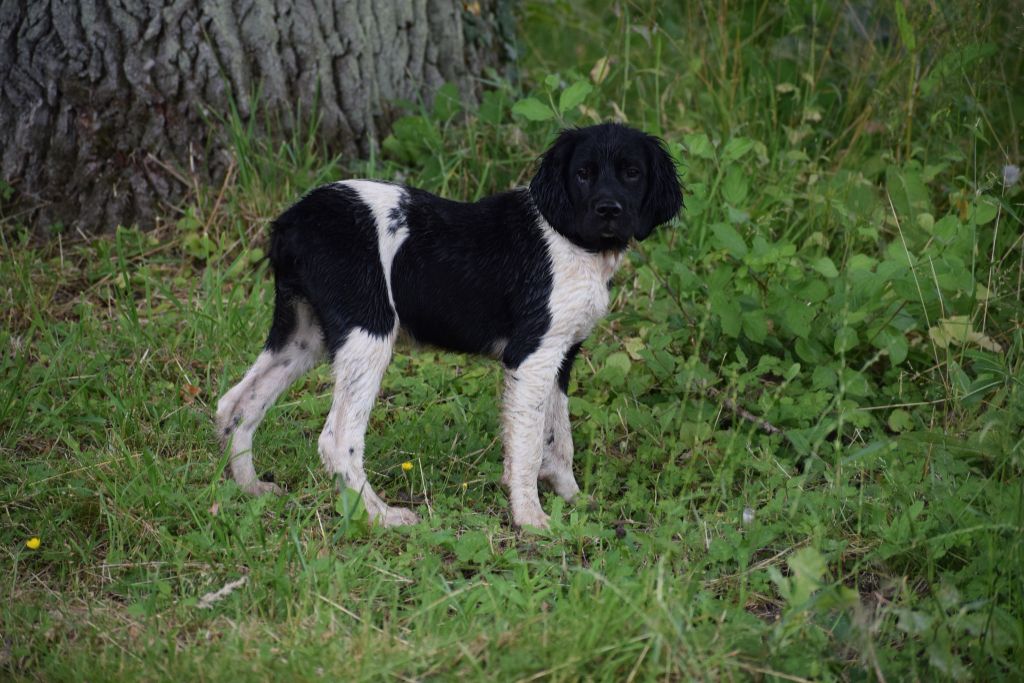 Vlatipa - Chiots disponibles - Epagneul Breton