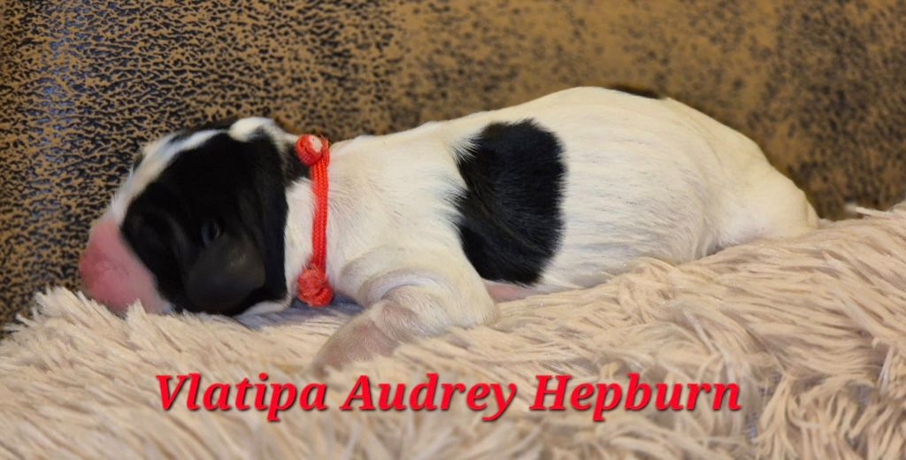 Vlatipa - Chiots disponibles - Cocker Spaniel Anglais