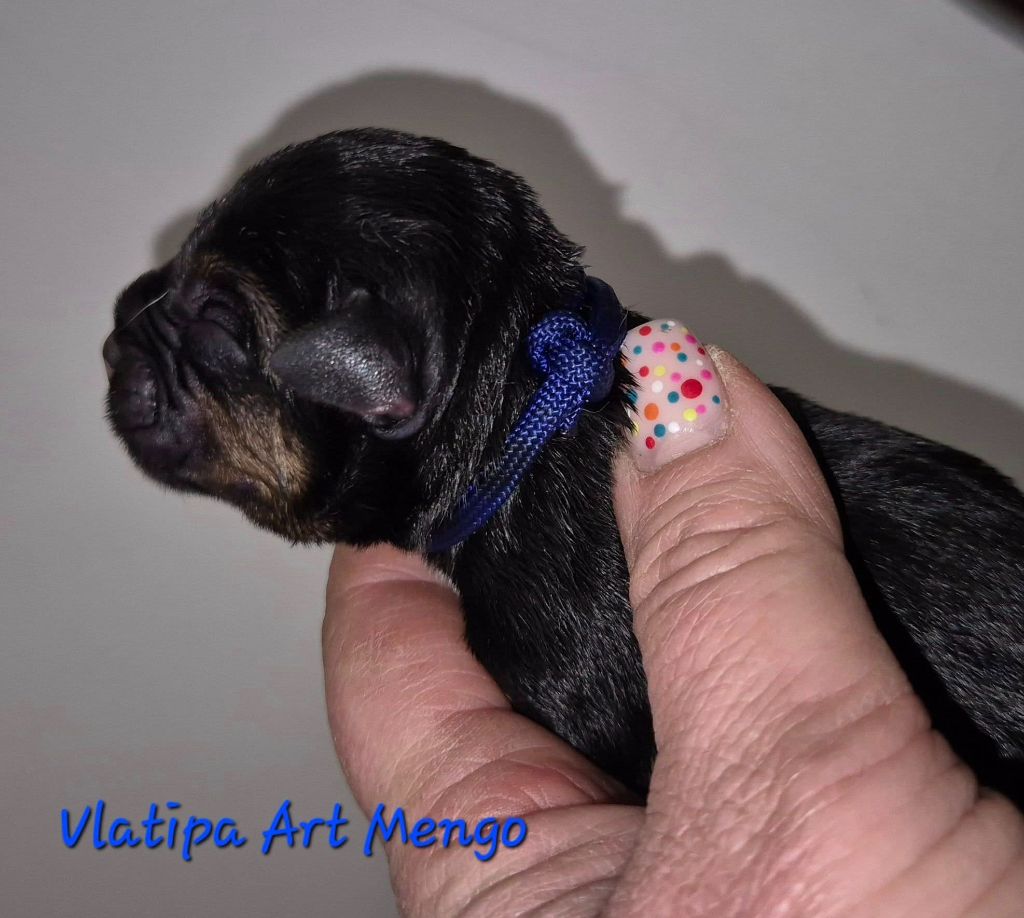 Vlatipa - Chiots disponibles - Border Terrier