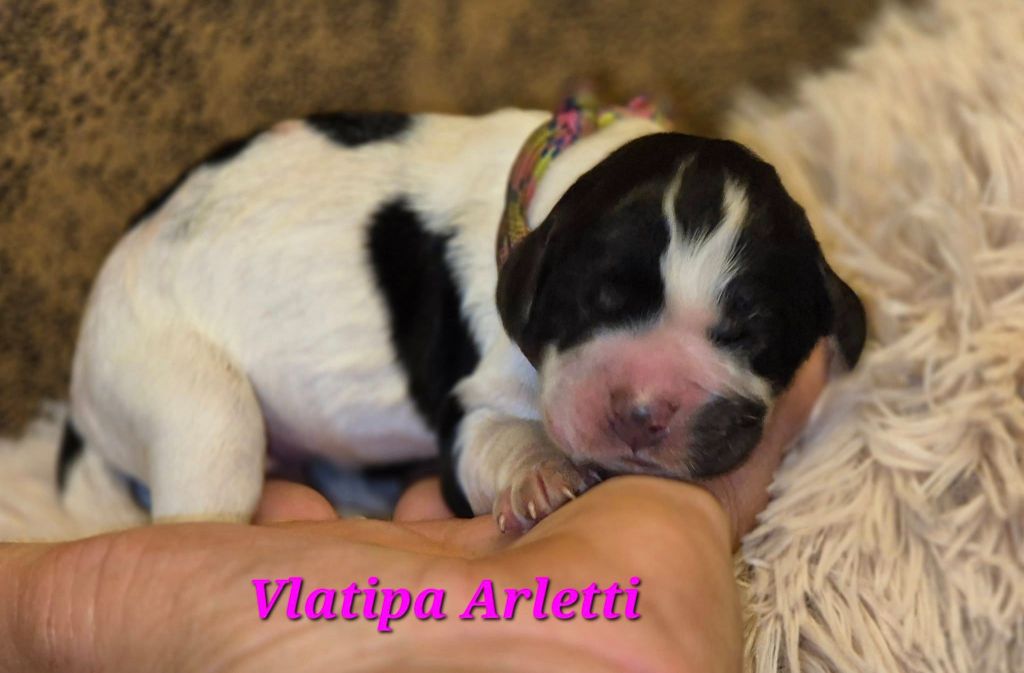 Vlatipa - Chiots disponibles - Cocker Spaniel Anglais