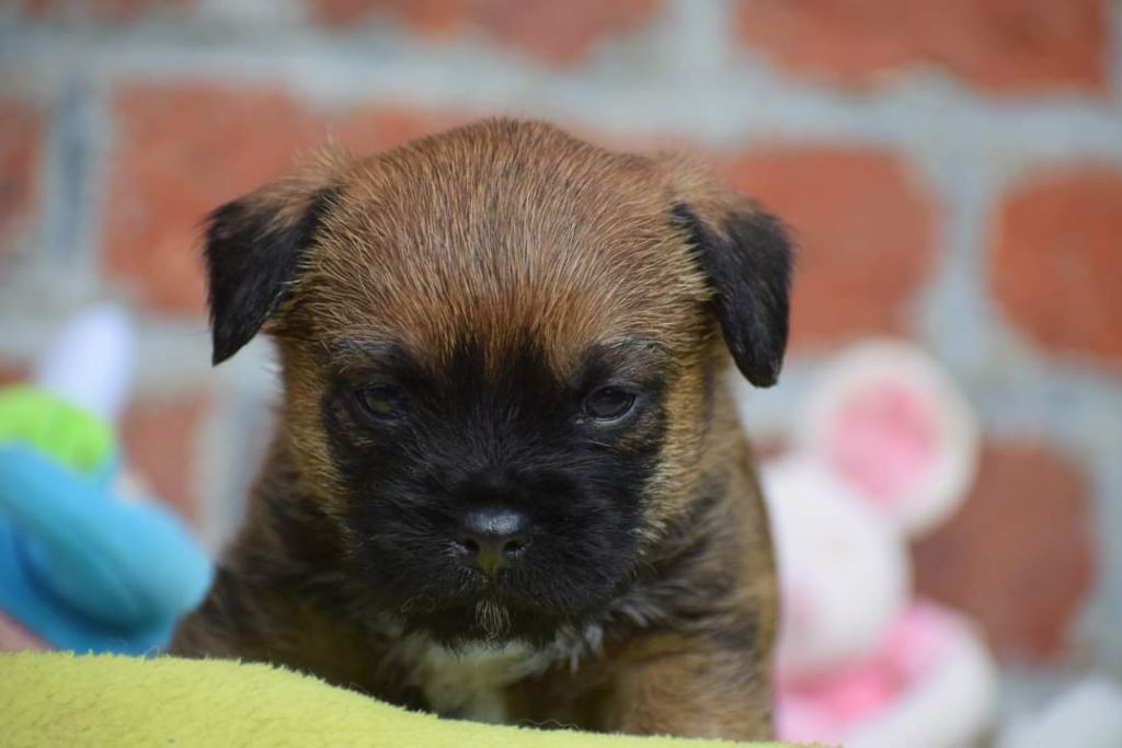 Vlatipa - Chiots disponibles - Border Terrier