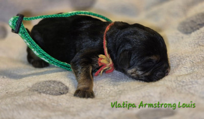 Vlatipa Armstrong Louis