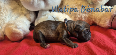 Vlatipa Bénabar