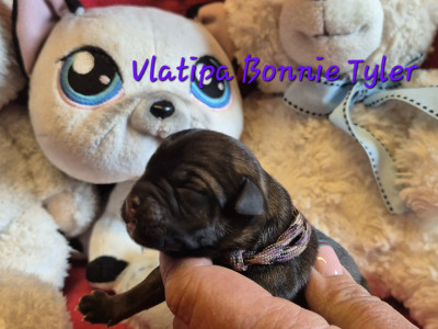 Vlatipa Bonnie Tyler