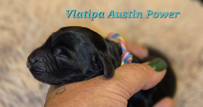 Vlatipa Austin Power