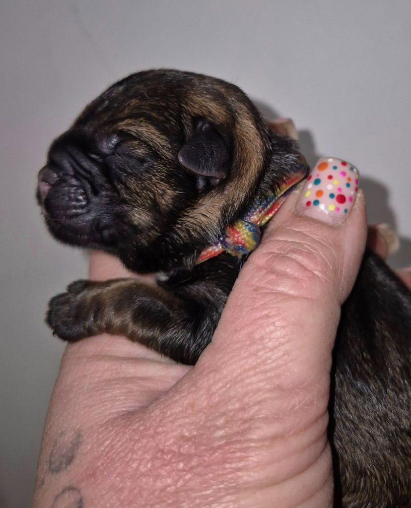 Vlatipa - Chiots disponibles - Border Terrier