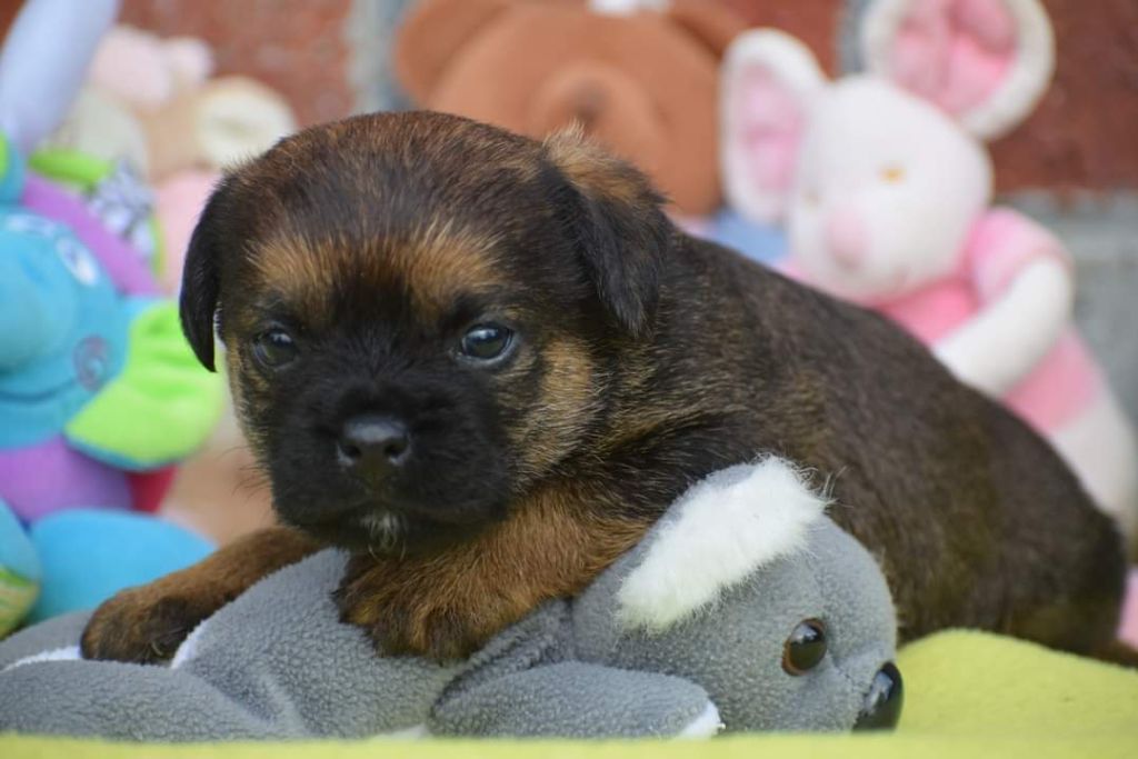 Vlatipa - Chiots disponibles - Border Terrier