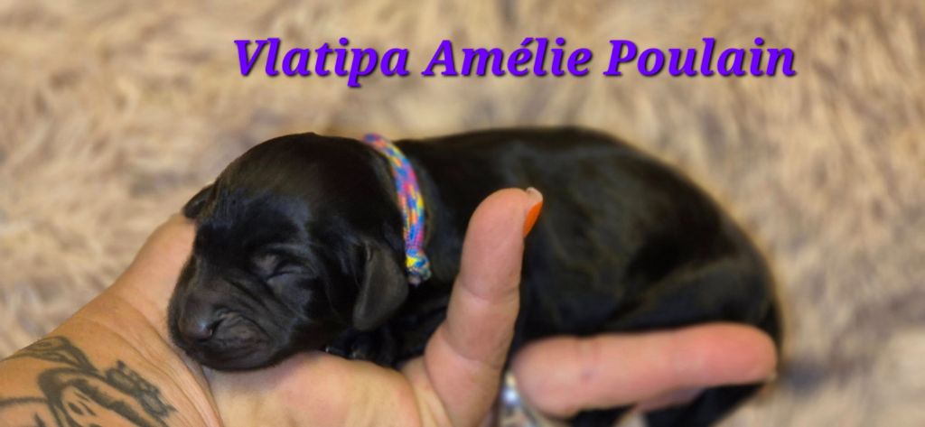 Vlatipa - Chiots disponibles - Cocker Spaniel Anglais