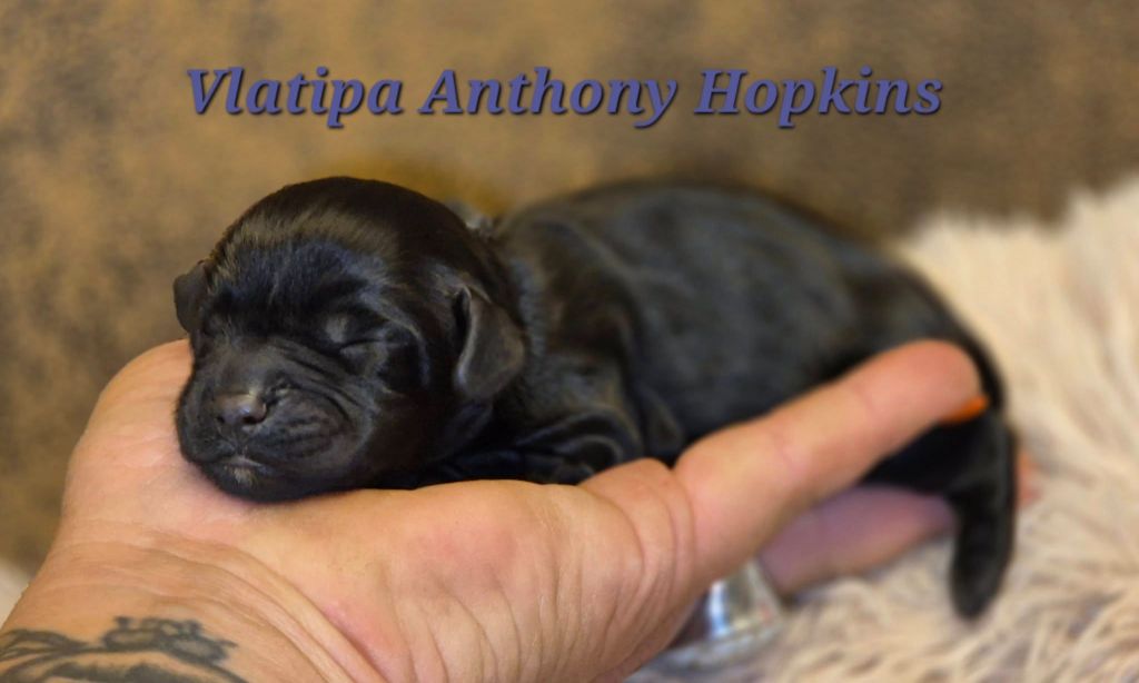 Vlatipa - Chiots disponibles - Cocker Spaniel Anglais