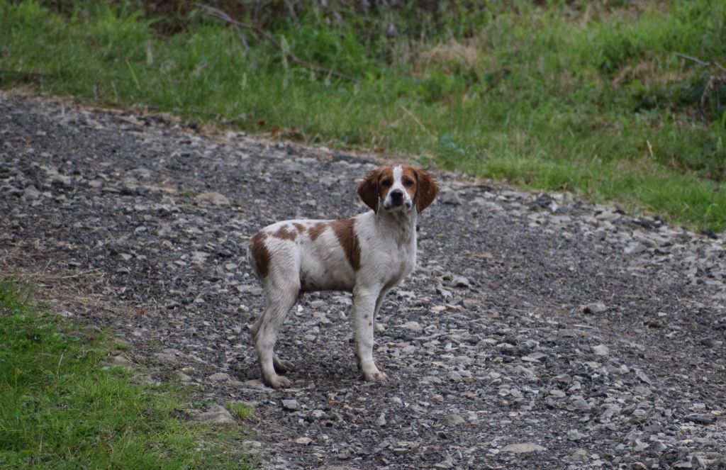 Vlatipa - Chiots disponibles - Epagneul Breton