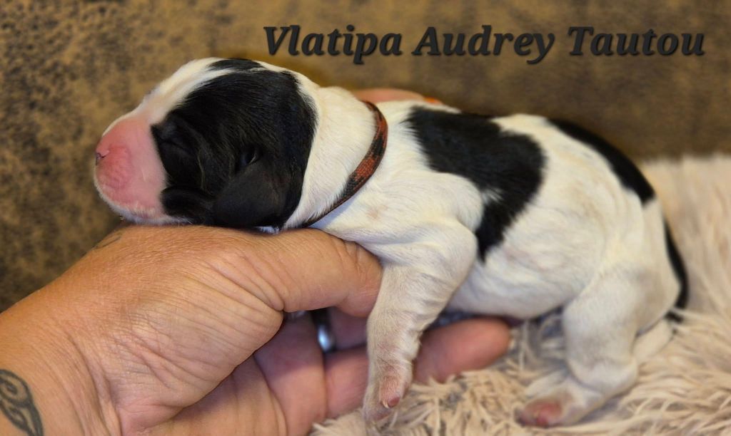 Vlatipa - Chiots disponibles - Cocker Spaniel Anglais