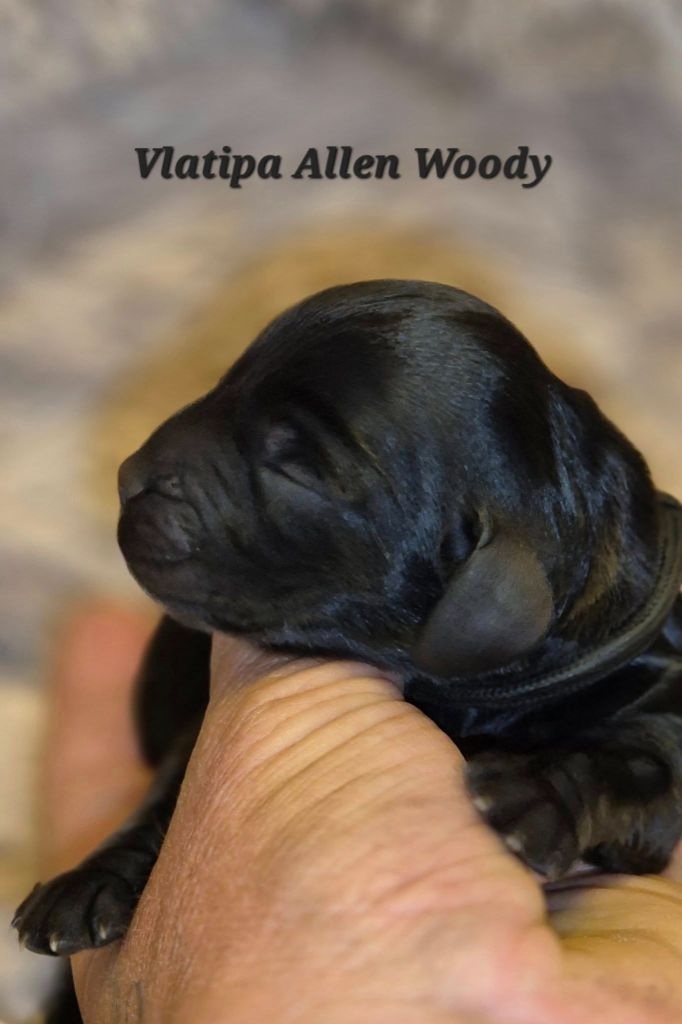 Vlatipa - Chiots disponibles - Cocker Spaniel Anglais