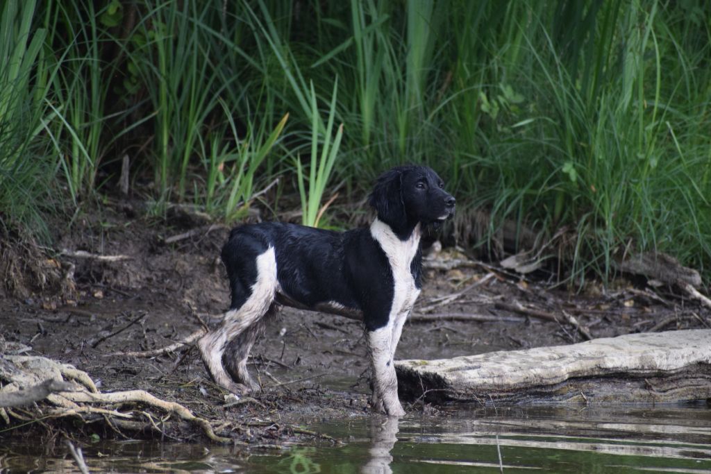 Vlatipa - Chiots disponibles - Epagneul Breton