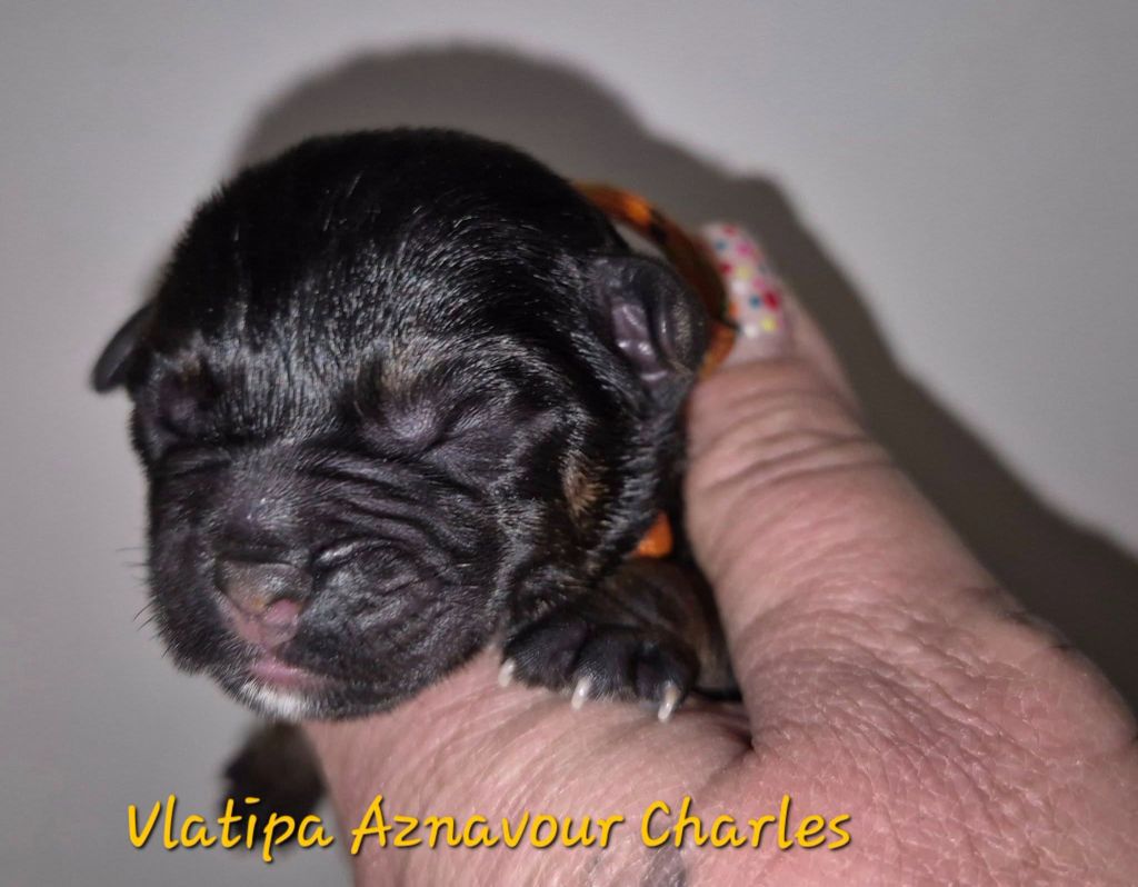 Vlatipa - Chiots disponibles - Border Terrier